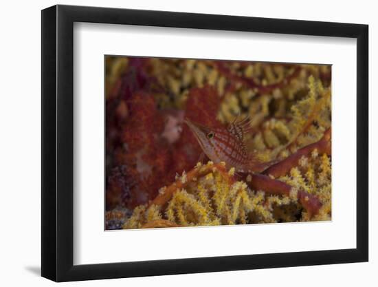 Longnose Hawkfish on Soft Coral, Fiji-Stocktrek Images-Framed Photographic Print