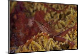 Longnose Hawkfish on Soft Coral, Fiji-Stocktrek Images-Mounted Photographic Print
