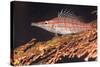 Longnose Hawkfish (Oxycirrhites Typus) on Gorgonian Sea Fans (Subergorgia Mollis)-Louise Murray-Stretched Canvas
