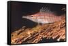 Longnose Hawkfish (Oxycirrhites Typus) on Gorgonian Sea Fans (Subergorgia Mollis)-Louise Murray-Framed Stretched Canvas