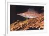 Longnose Hawkfish (Oxycirrhites Typus) on Gorgonian Sea Fans (Subergorgia Mollis)-Louise Murray-Framed Photographic Print