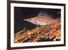 Longnose Hawkfish (Oxycirrhites Typus) on Gorgonian Sea Fans (Subergorgia Mollis)-Louise Murray-Framed Photographic Print