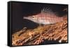 Longnose Hawkfish (Oxycirrhites Typus) on Gorgonian Sea Fans (Subergorgia Mollis)-Louise Murray-Framed Stretched Canvas