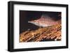 Longnose Hawkfish (Oxycirrhites Typus) on Gorgonian Sea Fans (Subergorgia Mollis)-Louise Murray-Framed Photographic Print