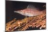 Longnose Hawkfish (Oxycirrhites Typus) on Gorgonian Sea Fans (Subergorgia Mollis)-Louise Murray-Mounted Photographic Print