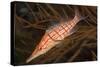 Longnose Hawkfish (Oxycirrhites Typus)-Louise Murray-Stretched Canvas