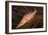 Longnose Hawkfish (Oxycirrhites Typus)-Louise Murray-Framed Photographic Print