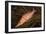 Longnose Hawkfish (Oxycirrhites Typus)-Louise Murray-Framed Photographic Print