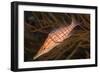 Longnose Hawkfish (Oxycirrhites Typus)-Louise Murray-Framed Photographic Print