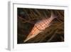 Longnose Hawkfish (Oxycirrhites Typus)-Louise Murray-Framed Photographic Print