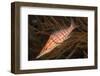 Longnose Hawkfish (Oxycirrhites Typus)-Louise Murray-Framed Photographic Print