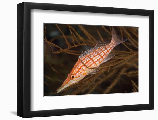 Longnose Hawkfish (Oxycirrhites Typus)-Louise Murray-Framed Photographic Print