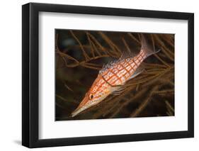 Longnose Hawkfish (Oxycirrhites Typus)-Louise Murray-Framed Photographic Print