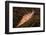 Longnose Hawkfish (Oxycirrhites Typus)-Louise Murray-Framed Photographic Print