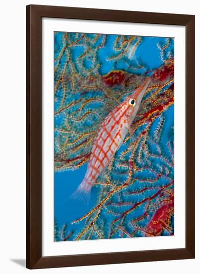 Longnose hawkfish Tubbataha Reef Natural Park, Sulu Sea, Cagayancillo, Palawan, Philippines-Franco Banfi-Framed Photographic Print