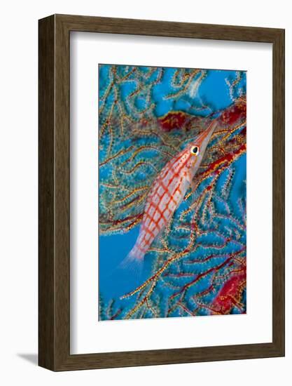 Longnose hawkfish Tubbataha Reef Natural Park, Sulu Sea, Cagayancillo, Palawan, Philippines-Franco Banfi-Framed Photographic Print