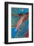 Longnose hawkfish Tubbataha Reef Natural Park, Sulu Sea, Cagayancillo, Palawan, Philippines-Franco Banfi-Framed Photographic Print