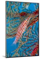 Longnose hawkfish Tubbataha Reef Natural Park, Sulu Sea, Cagayancillo, Palawan, Philippines-Franco Banfi-Mounted Photographic Print