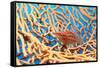 Longnose Hawkfish-Georgette Douwma-Framed Stretched Canvas