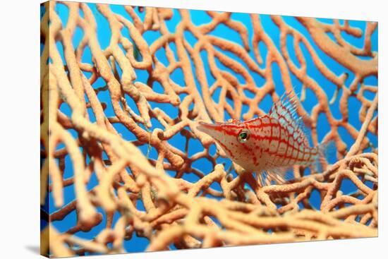 Longnose Hawkfish-Georgette Douwma-Stretched Canvas