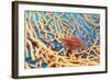 Longnose Hawkfish-Georgette Douwma-Framed Premium Photographic Print