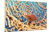 Longnose Hawkfish-Georgette Douwma-Mounted Photographic Print