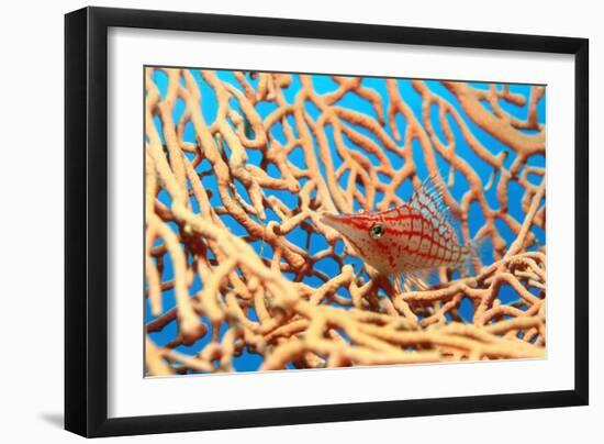 Longnose Hawkfish-Georgette Douwma-Framed Photographic Print