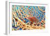 Longnose Hawkfish-Georgette Douwma-Framed Photographic Print