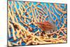 Longnose Hawkfish-Georgette Douwma-Mounted Photographic Print