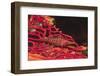 Longnose Hawkfish-Hal Beral-Framed Photographic Print