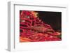 Longnose Hawkfish-Hal Beral-Framed Photographic Print