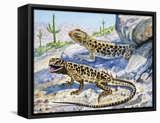 Longnose Leopard Lizard (Gambelia Wislizenii), Crotaphytidae-null-Framed Stretched Canvas