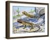 Longnose Leopard Lizard (Gambelia Wislizenii), Crotaphytidae-null-Framed Giclee Print