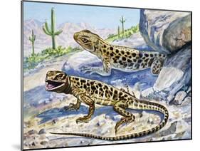 Longnose Leopard Lizard (Gambelia Wislizenii), Crotaphytidae-null-Mounted Giclee Print