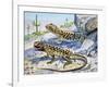 Longnose Leopard Lizard (Gambelia Wislizenii), Crotaphytidae-null-Framed Giclee Print