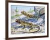 Longnose Leopard Lizard (Gambelia Wislizenii), Crotaphytidae-null-Framed Giclee Print