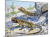 Longnose Leopard Lizard (Gambelia Wislizenii), Crotaphytidae-null-Mounted Giclee Print