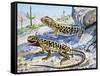 Longnose Leopard Lizard (Gambelia Wislizenii), Crotaphytidae-null-Framed Stretched Canvas