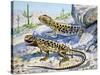 Longnose Leopard Lizard (Gambelia Wislizenii), Crotaphytidae-null-Stretched Canvas