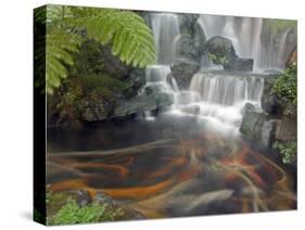 Longshan Temple Waterfall with Swimming Koi Fish, Taiwan-Christian Kober-Stretched Canvas