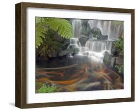 Longshan Temple Waterfall with Swimming Koi Fish, Taiwan-Christian Kober-Framed Photographic Print