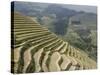 Longsheng Terraced Ricefields, Guilin, Guangxi Province, China-Angelo Cavalli-Stretched Canvas