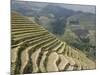 Longsheng Terraced Ricefields, Guilin, Guangxi Province, China-Angelo Cavalli-Mounted Photographic Print