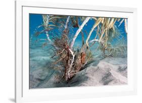 Longsnout Seahorse (Hippocampus Reidi), Dominica, West Indies, Caribbean, Central America-Lisa Collins-Framed Photographic Print