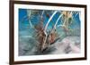 Longsnout Seahorse (Hippocampus Reidi), Dominica, West Indies, Caribbean, Central America-Lisa Collins-Framed Photographic Print