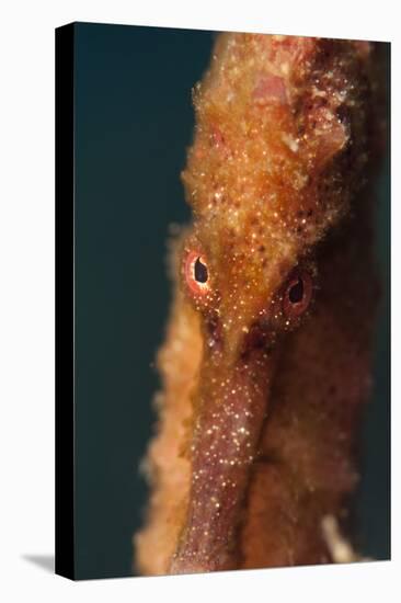 Longsnout Seahorse (Hippocampus Reidi), Dominica, West Indies, Caribbean, Central America-Lisa Collins-Stretched Canvas