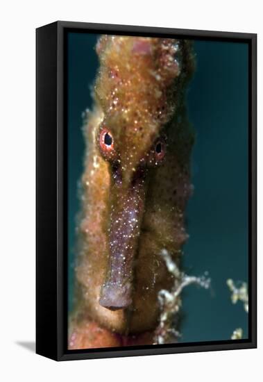 Longsnout Seahorse (Hippocampus Reidi), Dominica, West Indies, Caribbean, Central America-Lisa Collins-Framed Stretched Canvas