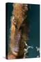 Longsnout Seahorse (Hippocampus Reidi), Dominica, West Indies, Caribbean, Central America-Lisa Collins-Stretched Canvas