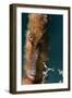 Longsnout Seahorse (Hippocampus Reidi), Dominica, West Indies, Caribbean, Central America-Lisa Collins-Framed Photographic Print