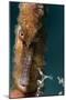 Longsnout Seahorse (Hippocampus Reidi), Dominica, West Indies, Caribbean, Central America-Lisa Collins-Mounted Photographic Print